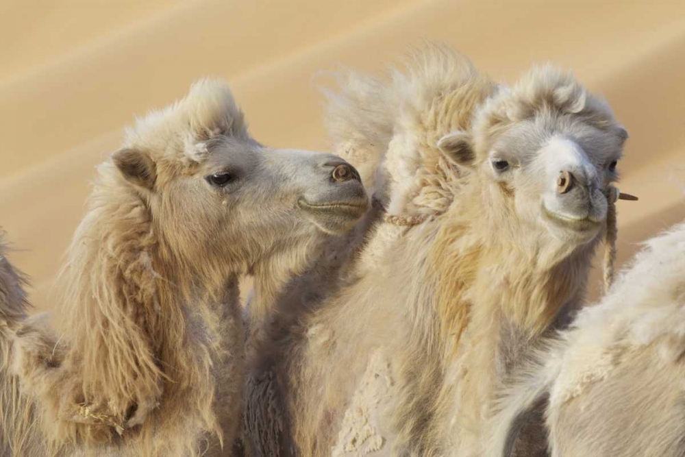 China, Badain Jaran Desert Camels in a convoy